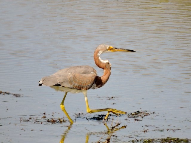 Tricolored Heron - ML73714371