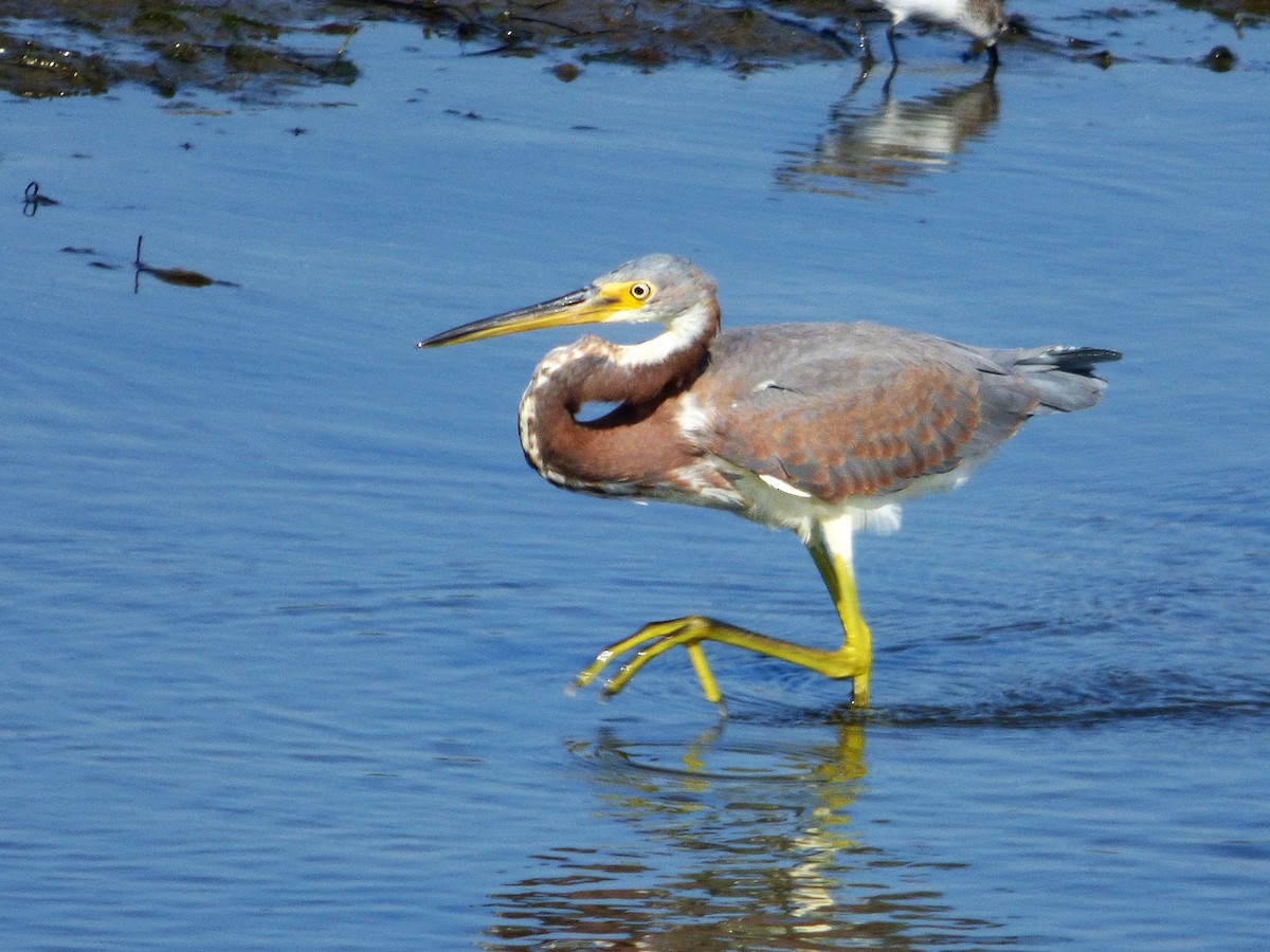 Tricolored Heron - ML73714421