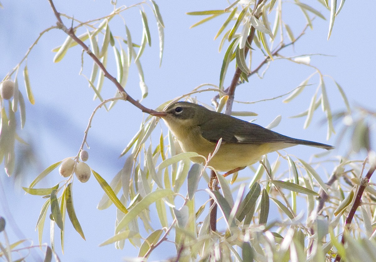 Black-throated Blue Warbler - ML73714631