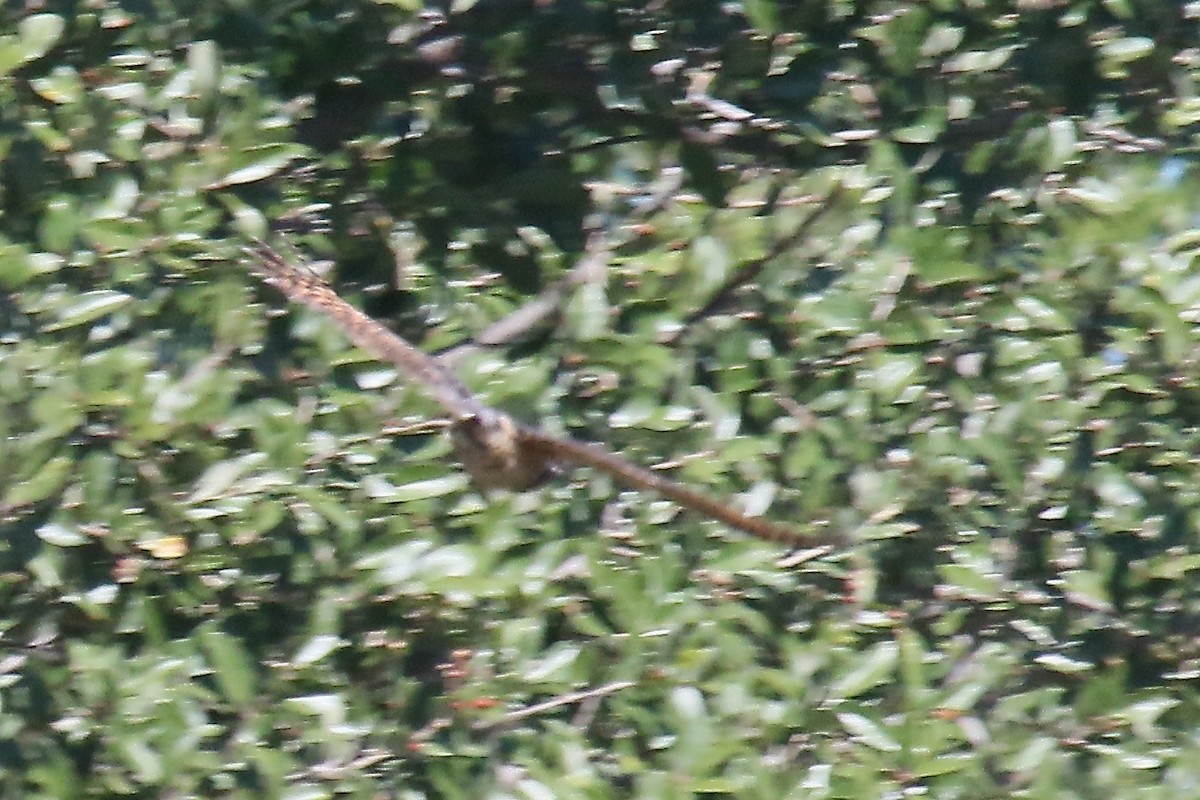 Common Poorwill - Arman Moreno