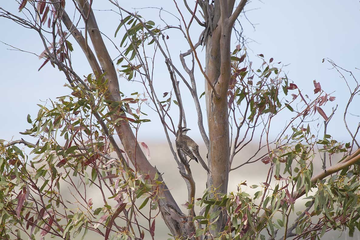 Chalk-browed Mockingbird - ML73717341