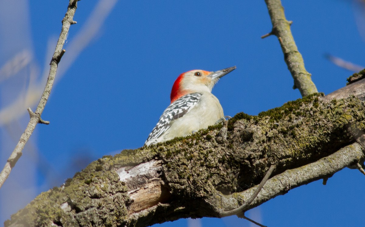 Red-bellied Woodpecker - ML73717751