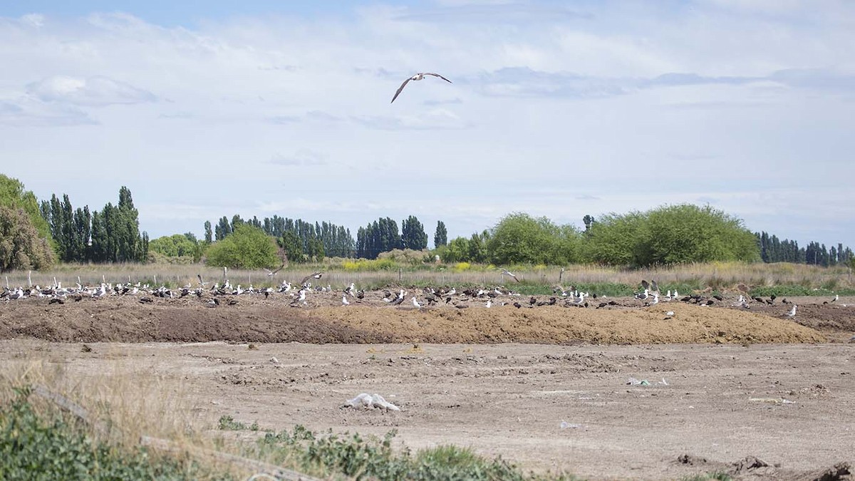 White-faced Ibis - ML73718381