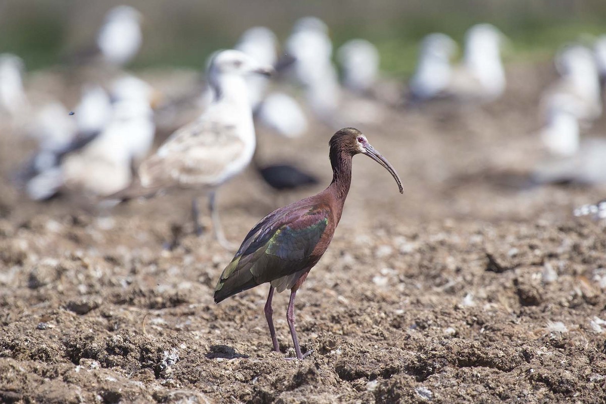 White-faced Ibis - ML73718391