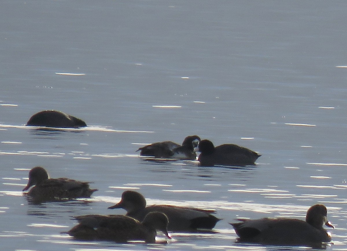 Long-tailed Duck - ML73718871