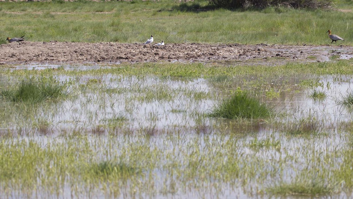 Black-faced Ibis - Ingrid Sanchez