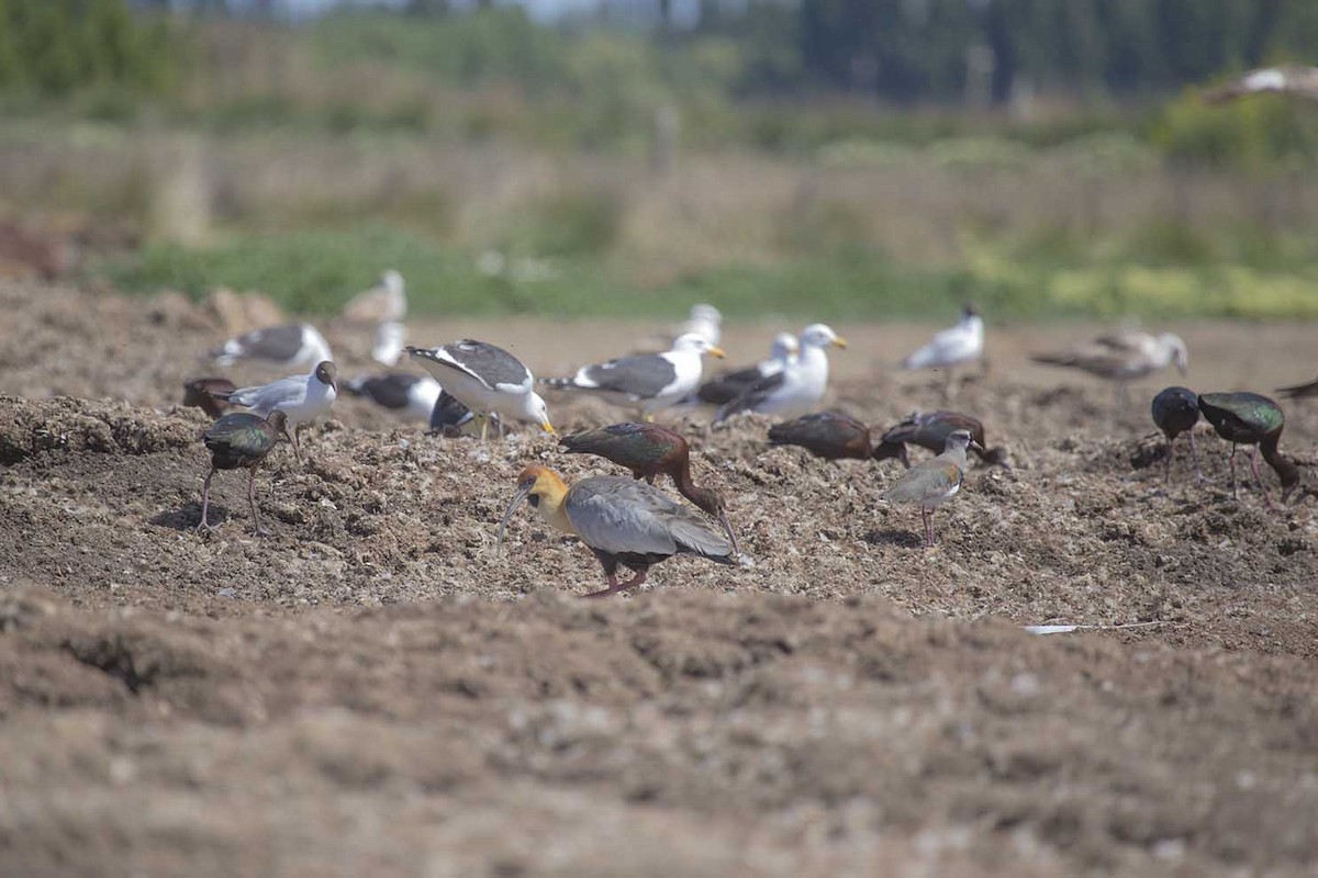 Black-faced Ibis - ML73719521