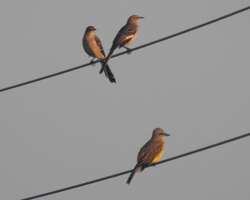 Tropical/Couch's Kingbird - ML73719621