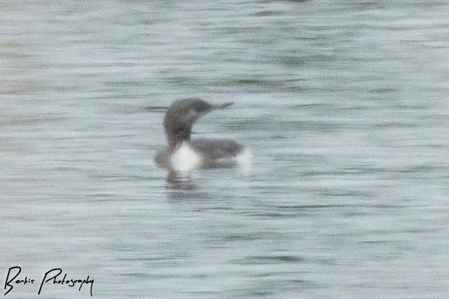 Red-throated Loon - ML73719771