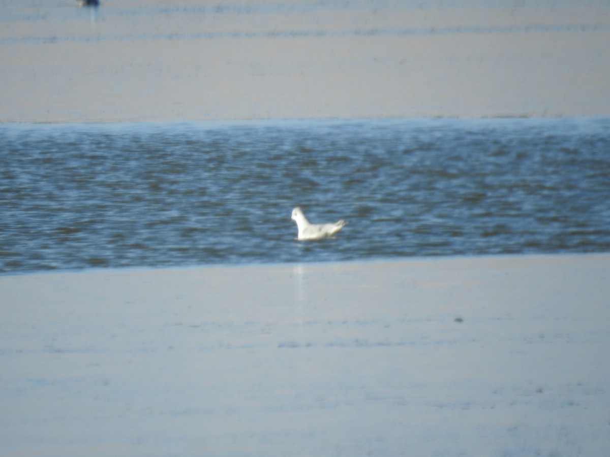 Bonaparte's Gull - ML73721091