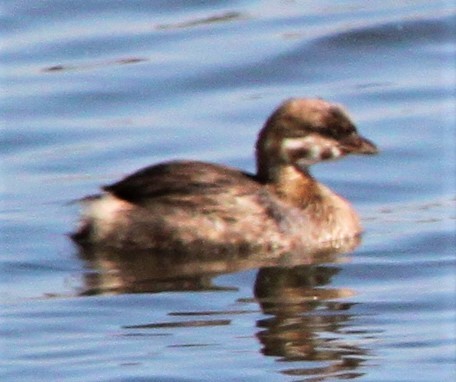 Pied-billed Grebe - ML73721581