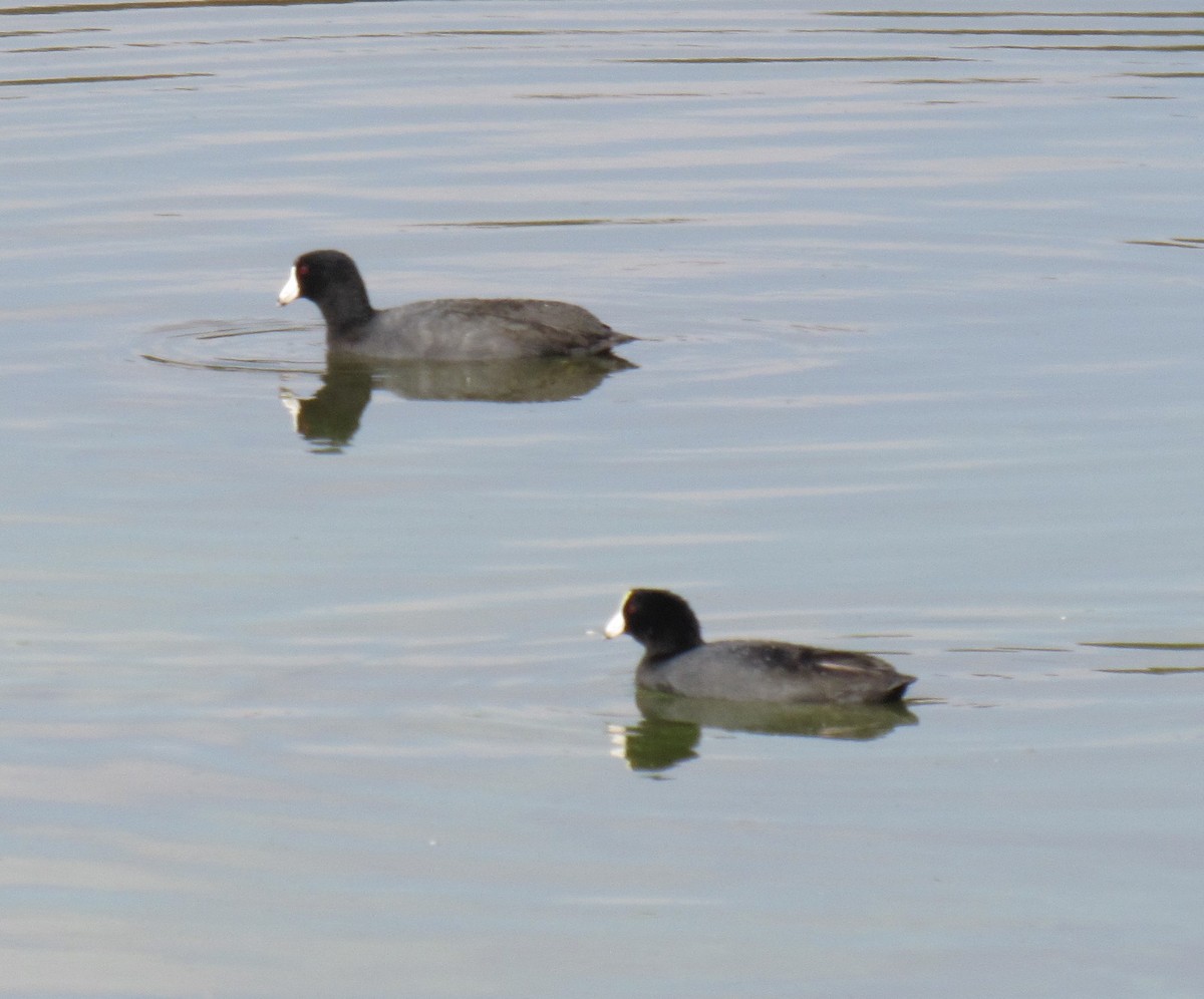 American Coot - ML73721651