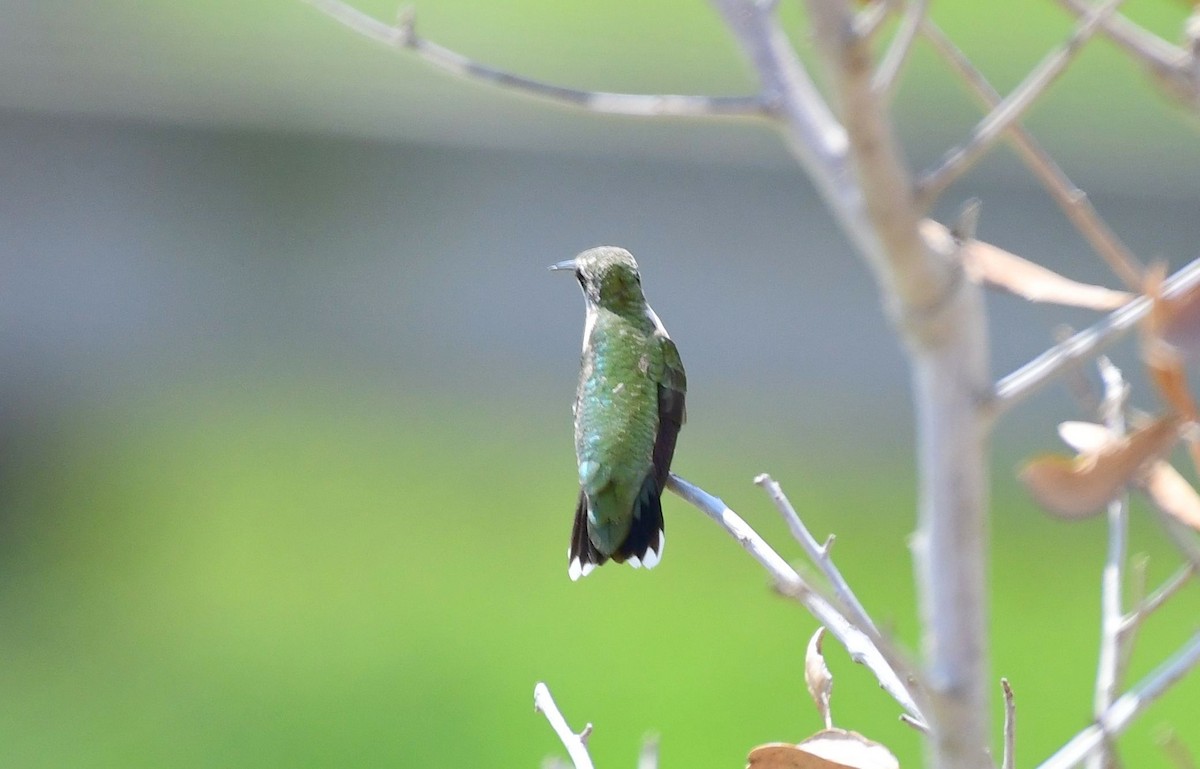 Colibrí Gorjinegro - ML73722261