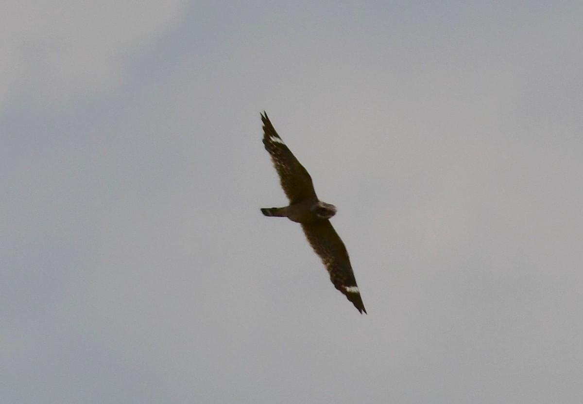 Lesser Nighthawk - James Bozeman