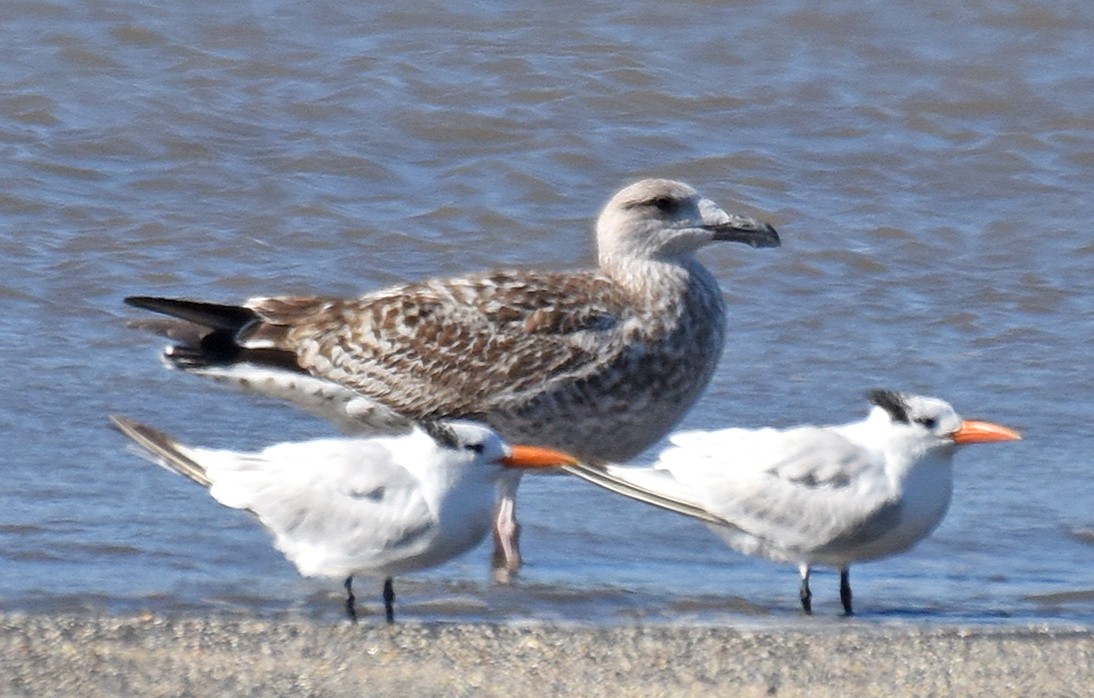 Great Black-backed Gull - Steven Mlodinow