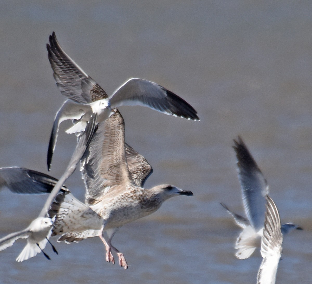 Great Black-backed Gull - Steven Mlodinow