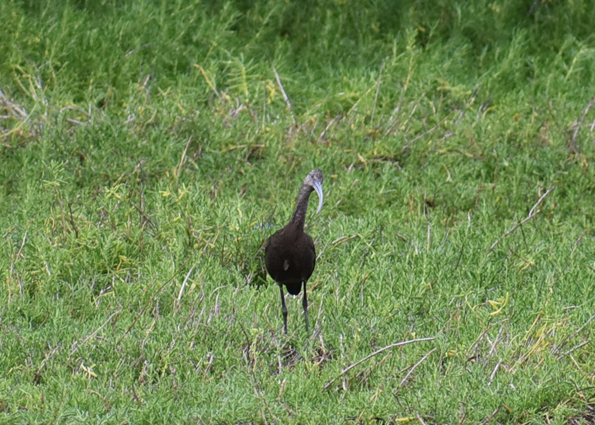 White-faced Ibis - ML73724271