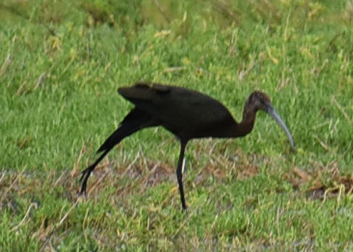 White-faced Ibis - ML73724291