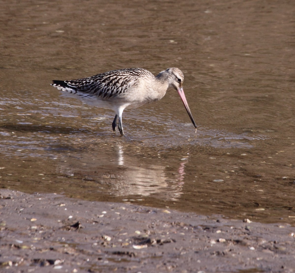 Bar-tailed Godwit - ML73725231