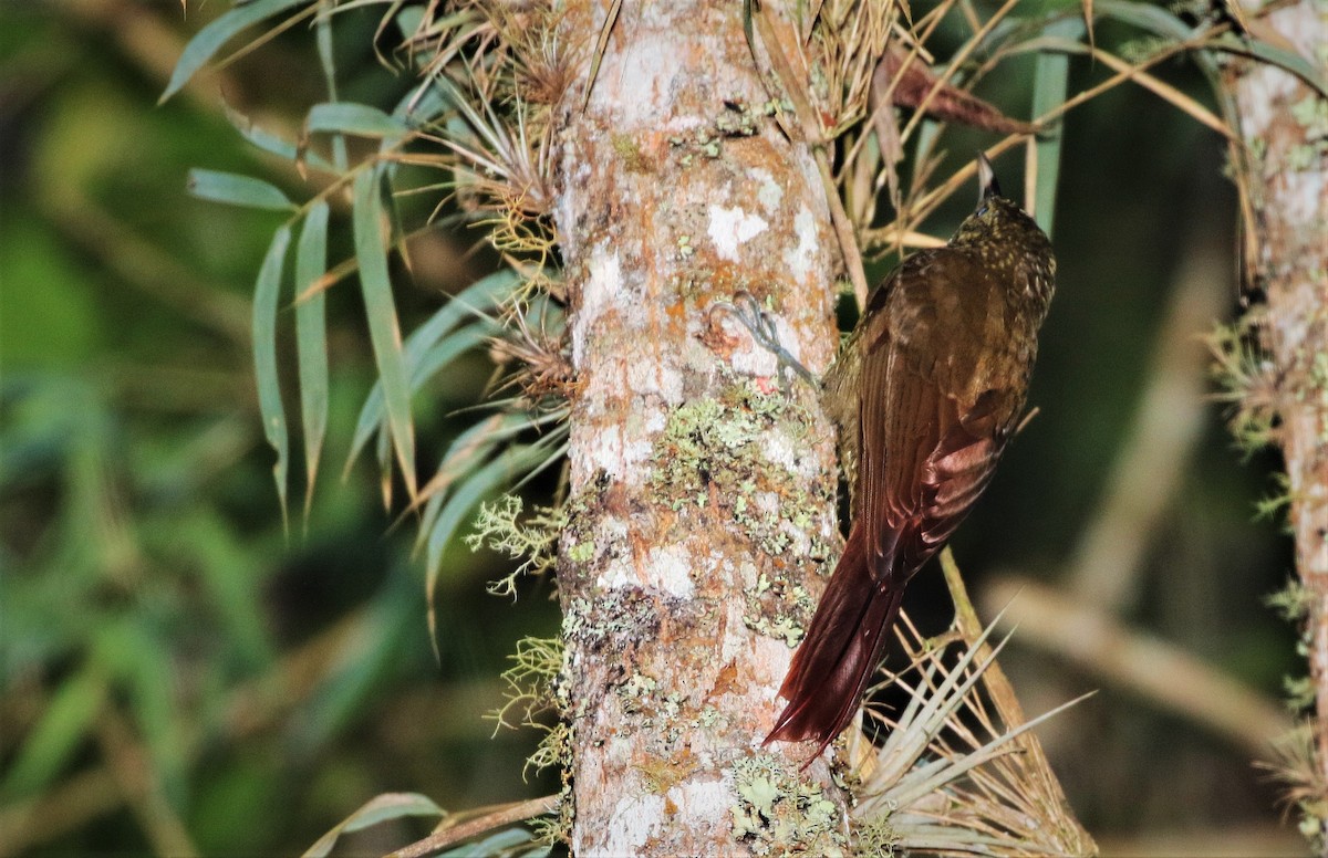 Olive-backed Woodcreeper - ML73725691