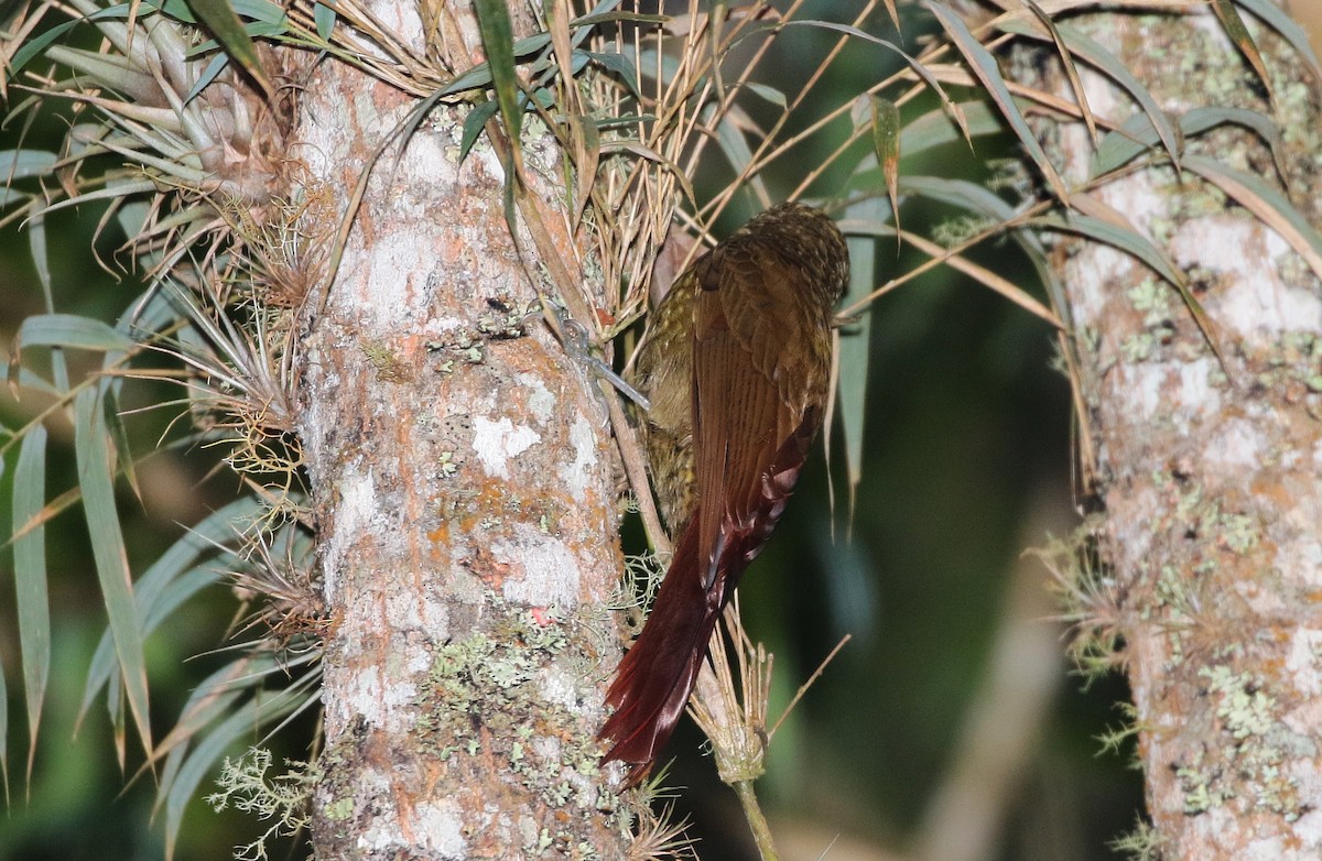 Olive-backed Woodcreeper - ML73726111