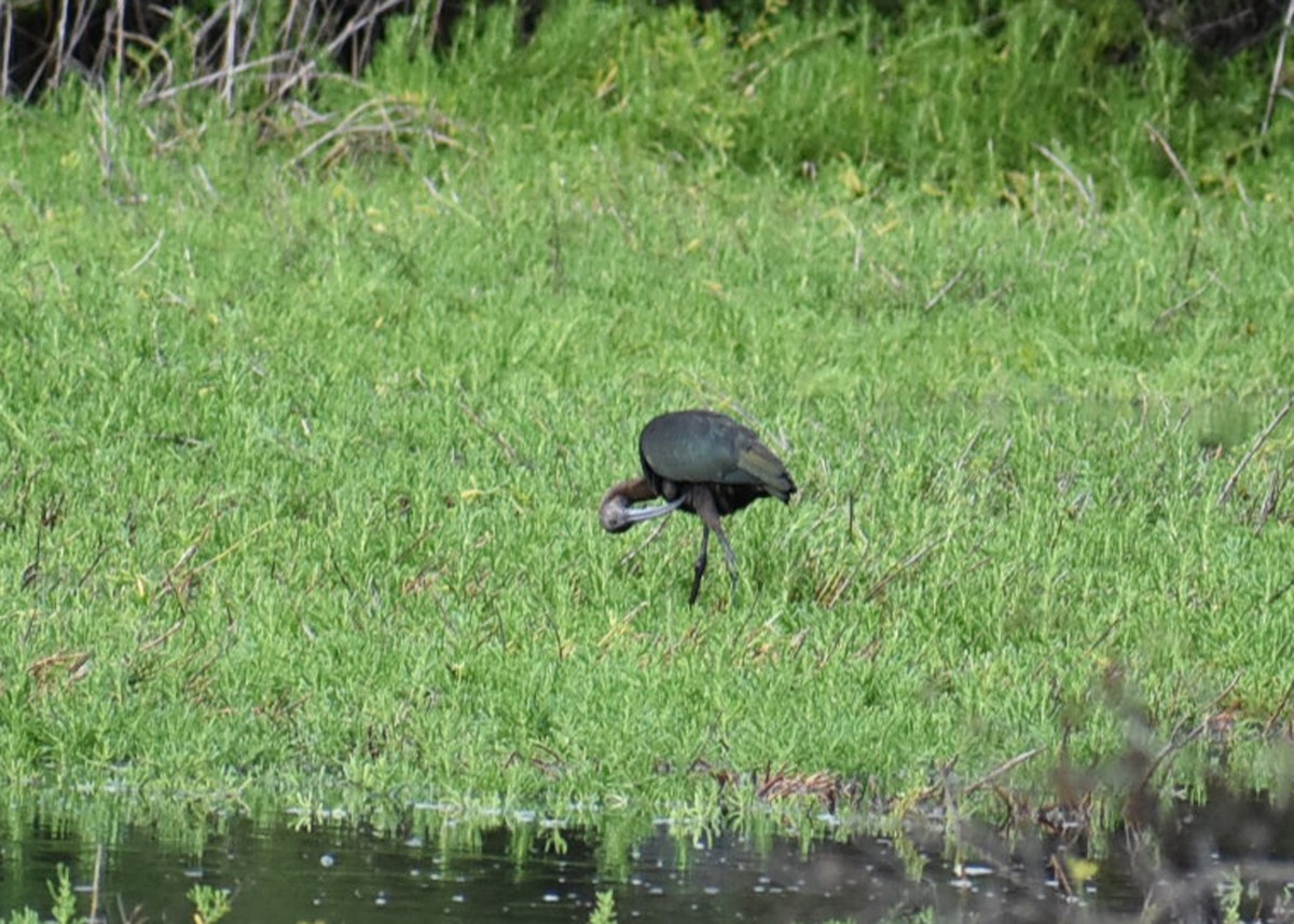 White-faced Ibis - ML73727961