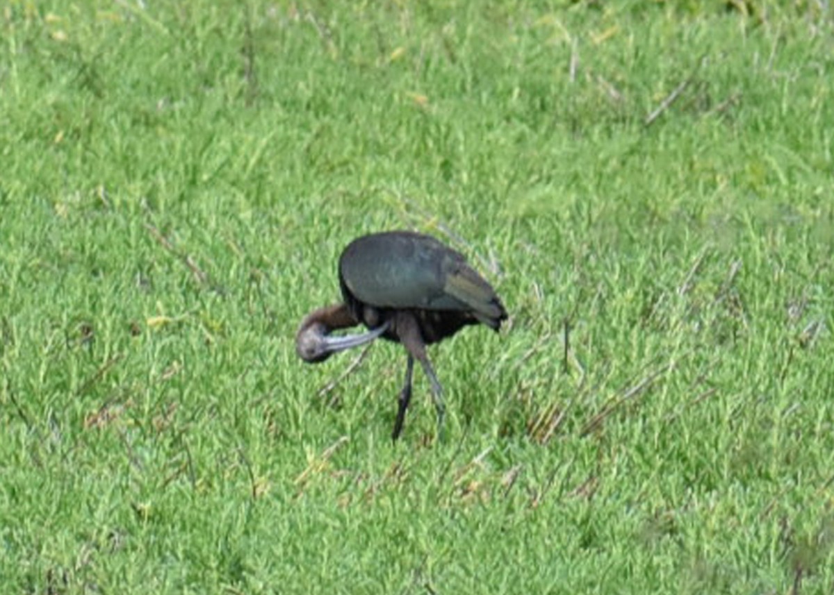 White-faced Ibis - ML73728001