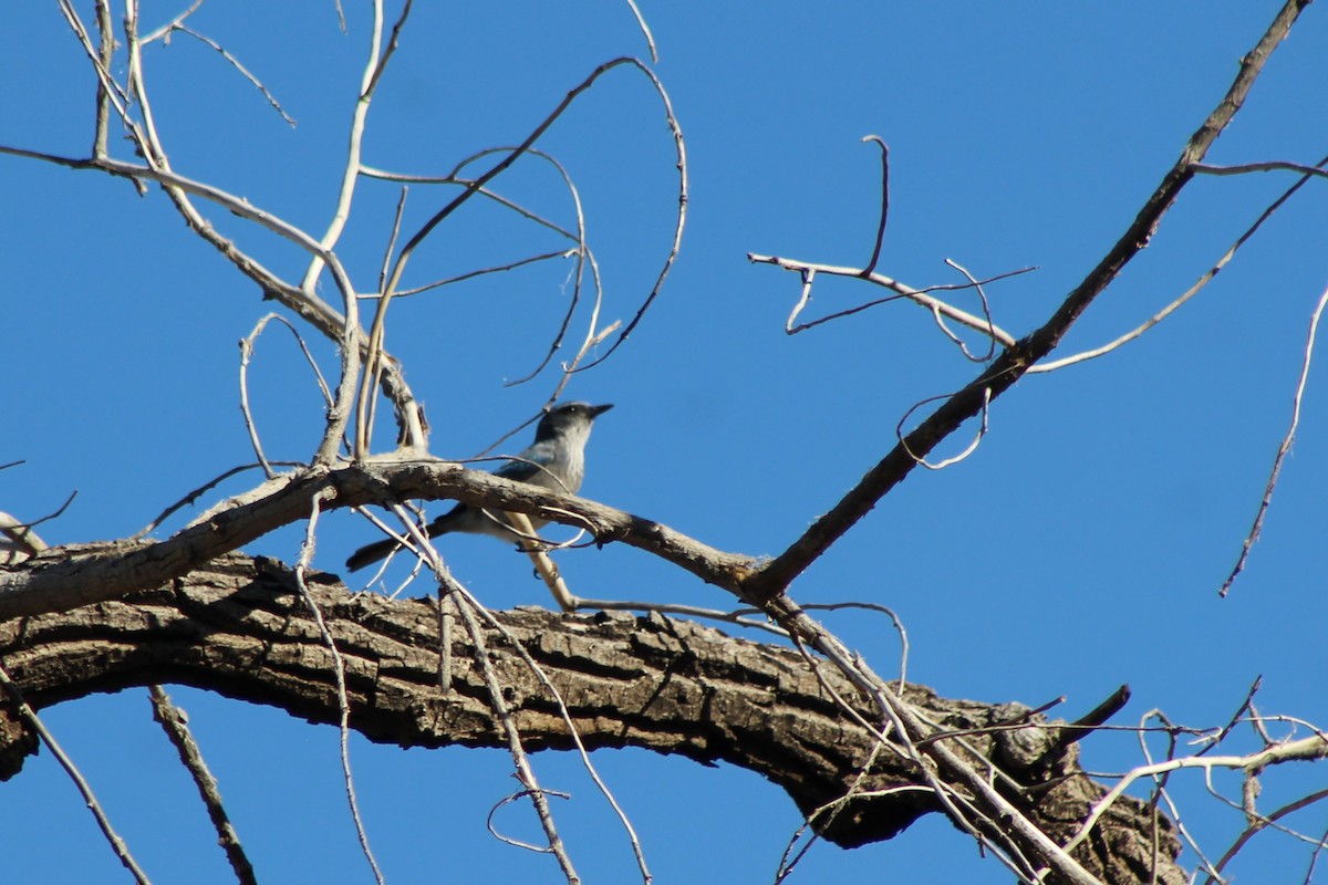 Woodhouse's Scrub-Jay - David Lerwill