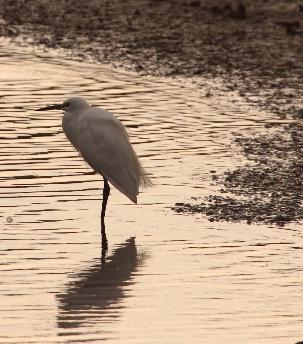 Little Egret - ML73728471