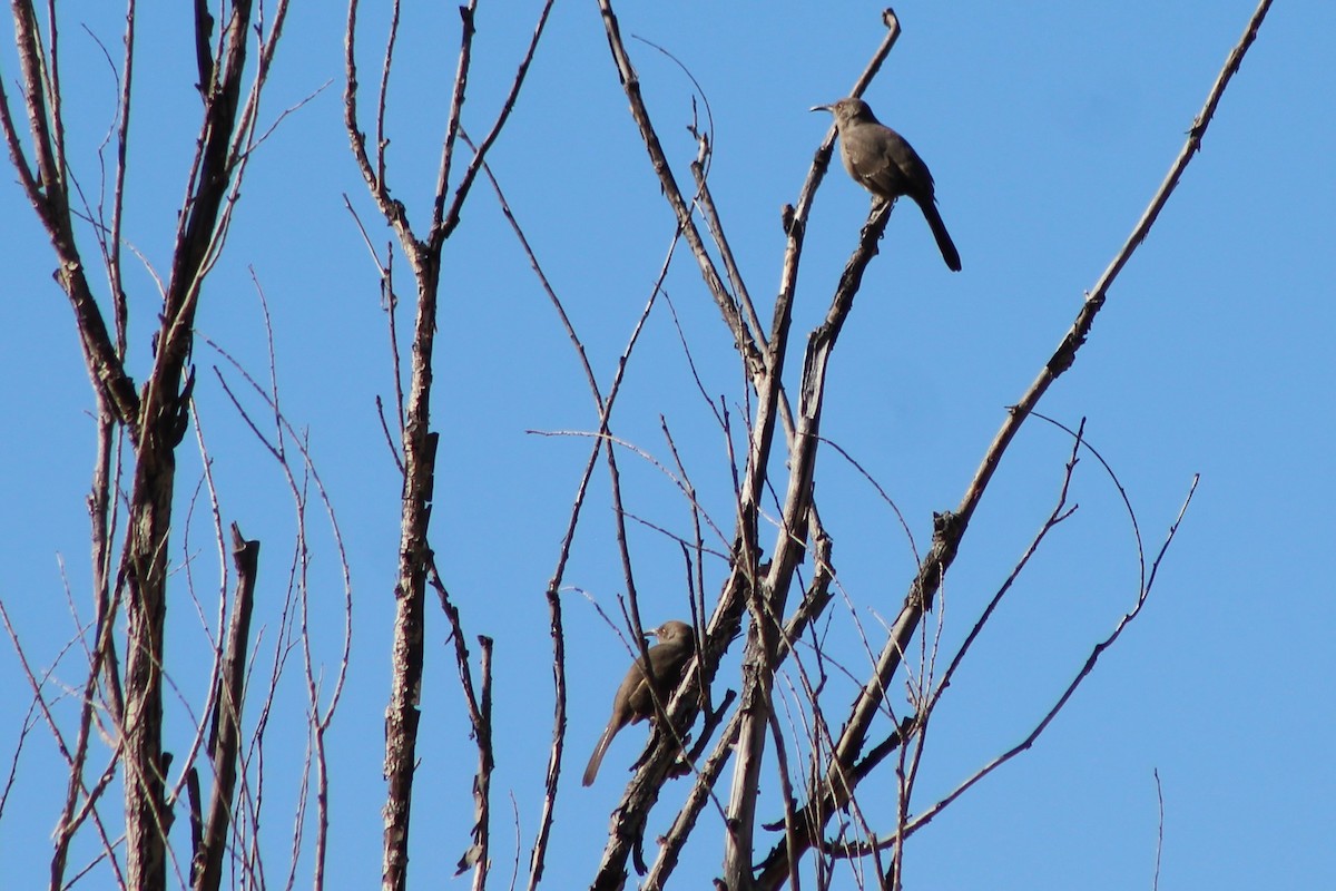 Curve-billed Thrasher - ML73728571