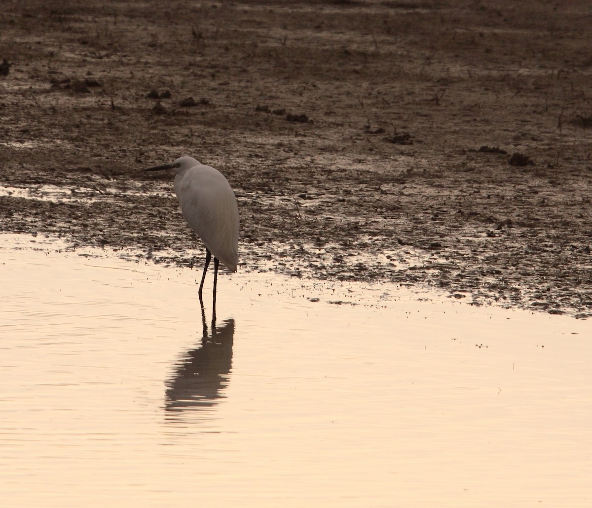 Little Egret - Andrew Steele