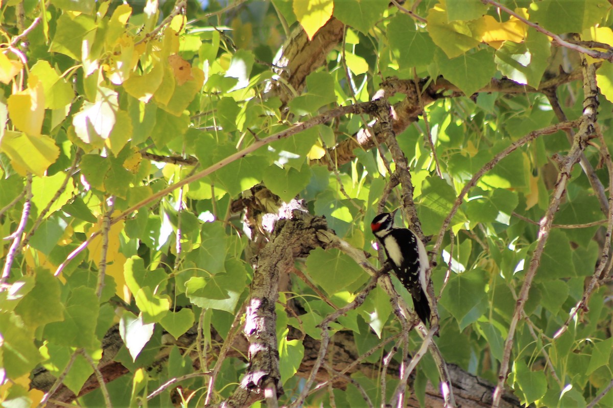 Downy Woodpecker - ML73729041