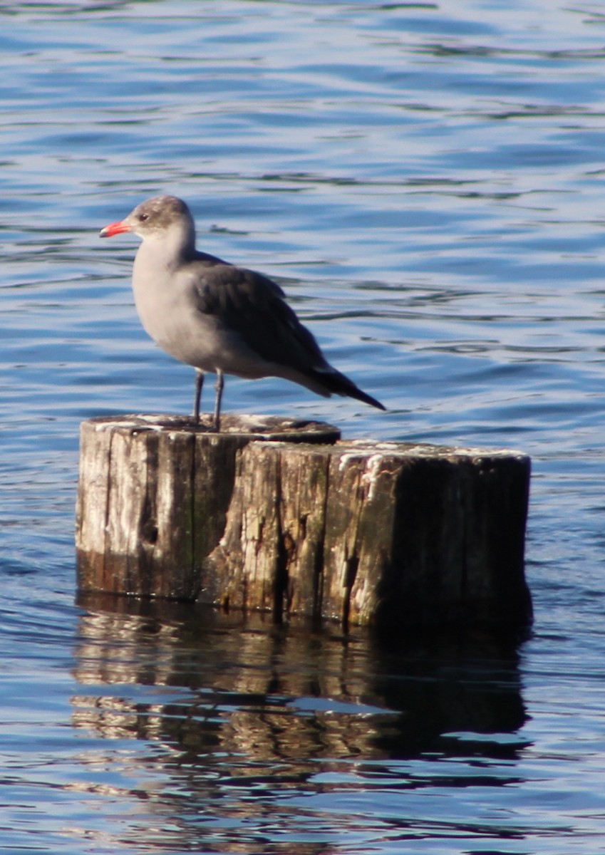 Heermann's Gull - Scott Saunders