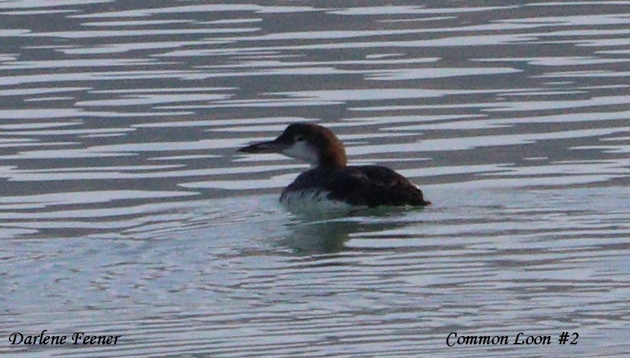 Common Loon - ML73733331