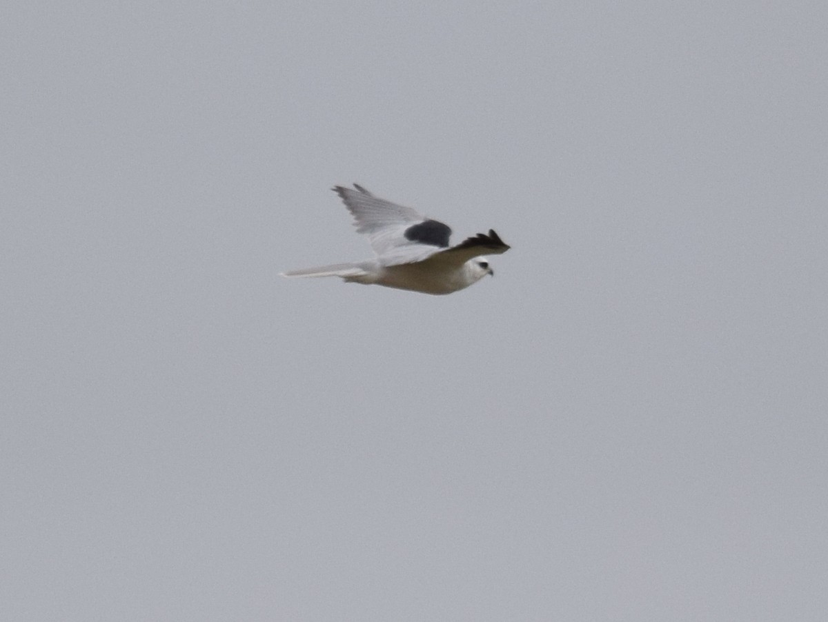 White-tailed Kite - ROBERT DOE