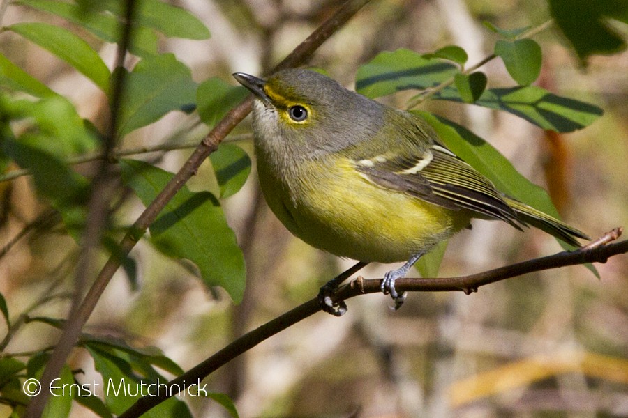 Weißaugenvireo - ML73736051