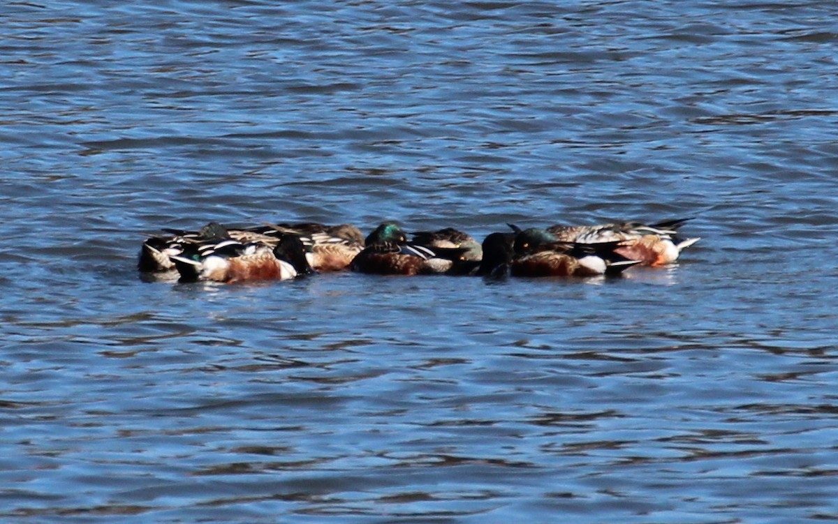 Northern Shoveler - Gary Leavens