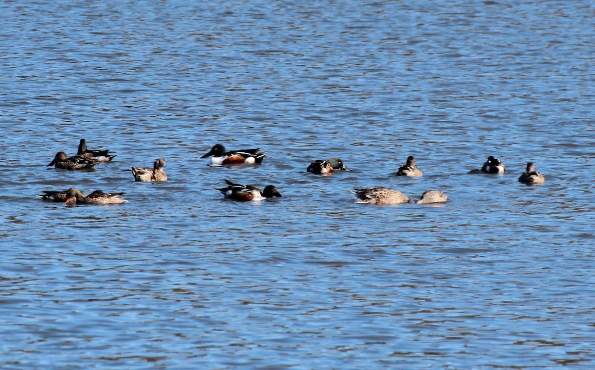 Northern Shoveler - Gary Leavens