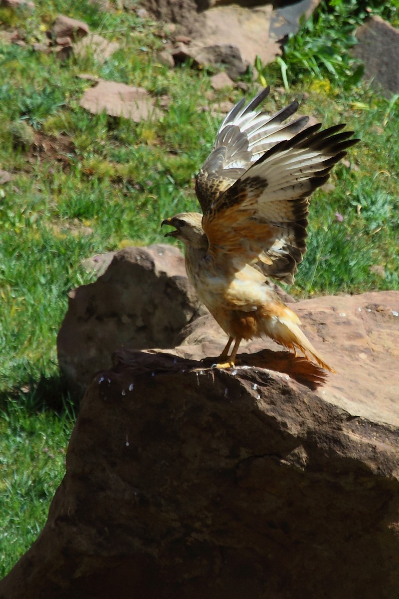 Long-legged Buzzard (Atlas) - ML73737891