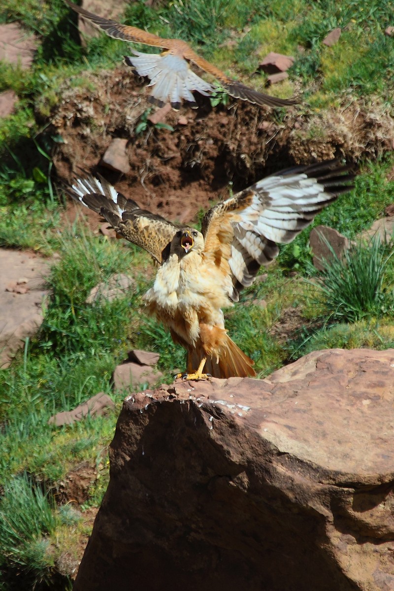 Long-legged Buzzard (Atlas) - ML73737911