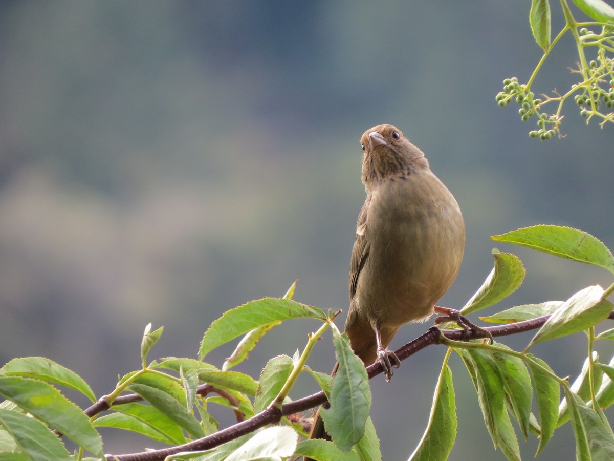 California Towhee - Garth Harwood