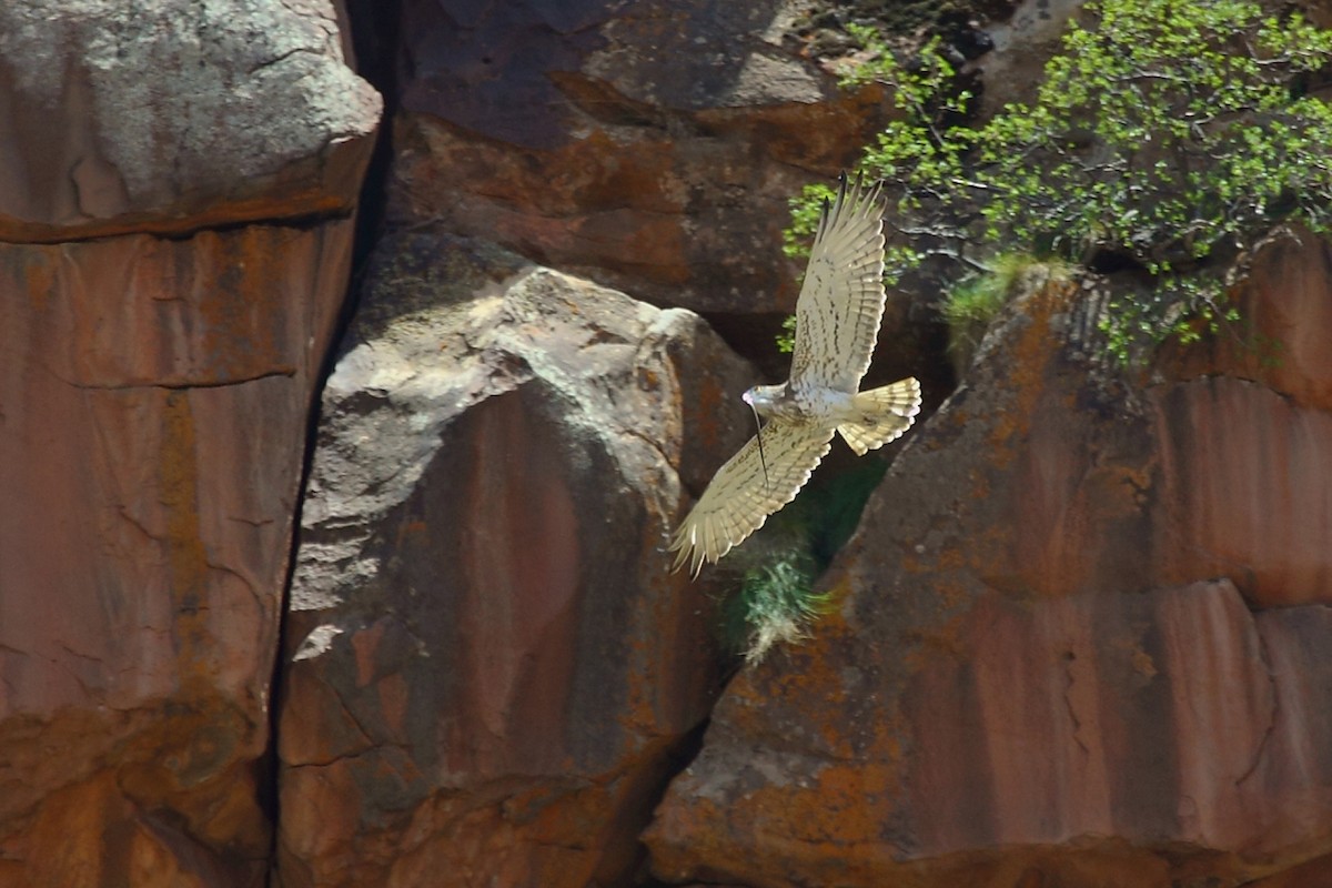 Short-toed Snake-Eagle - ML73738061