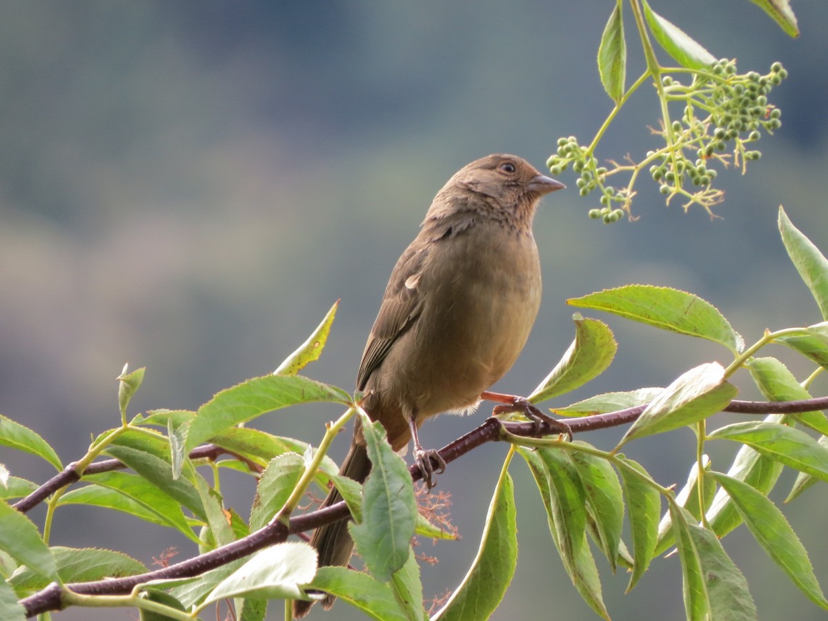 California Towhee - Garth Harwood