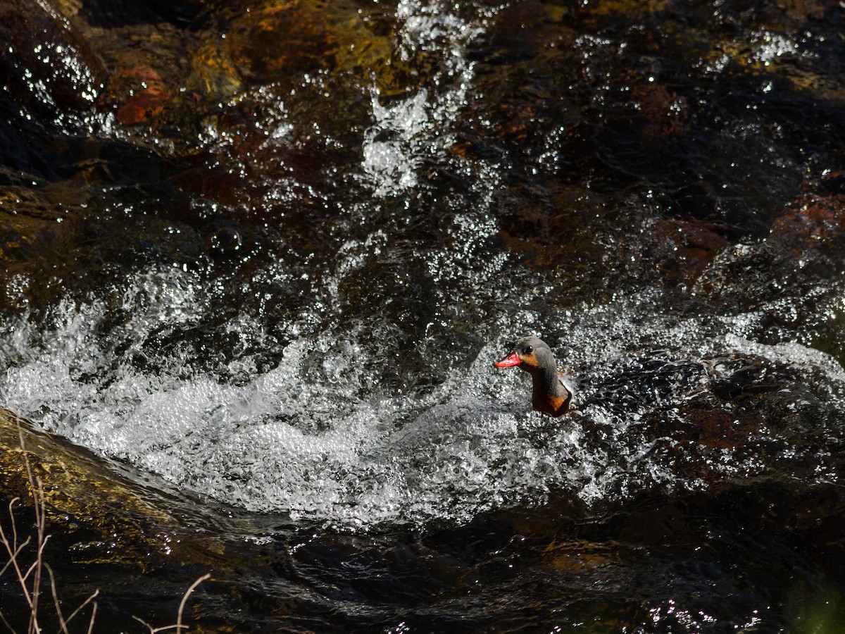 Torrent Duck - Stella Ayala