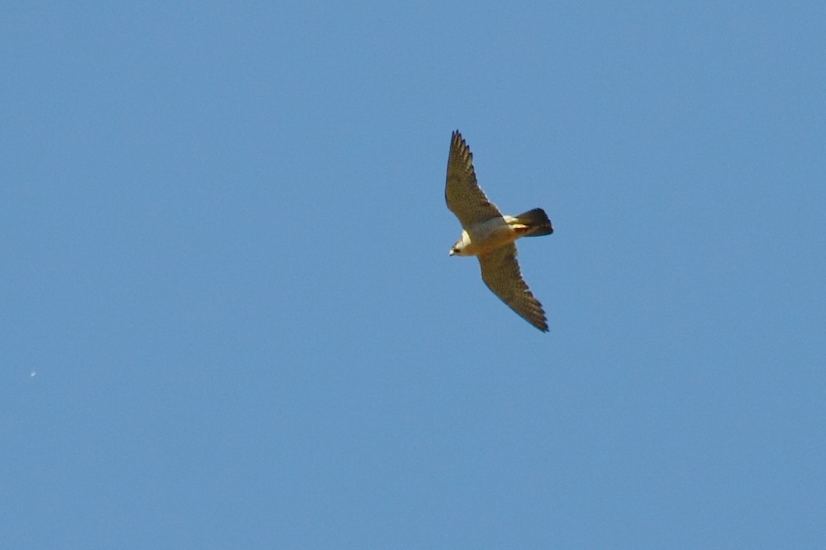Peregrine Falcon (Barbary) - ML73738261
