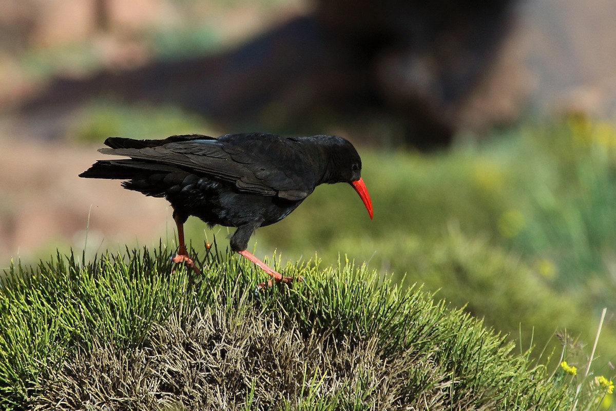 Red-billed Chough - ML73738371