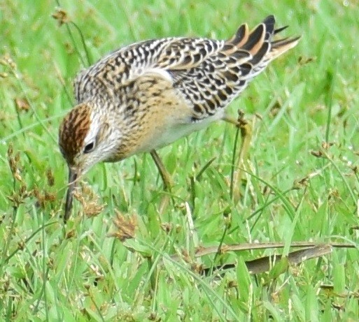 Sharp-tailed Sandpiper - ML73739221