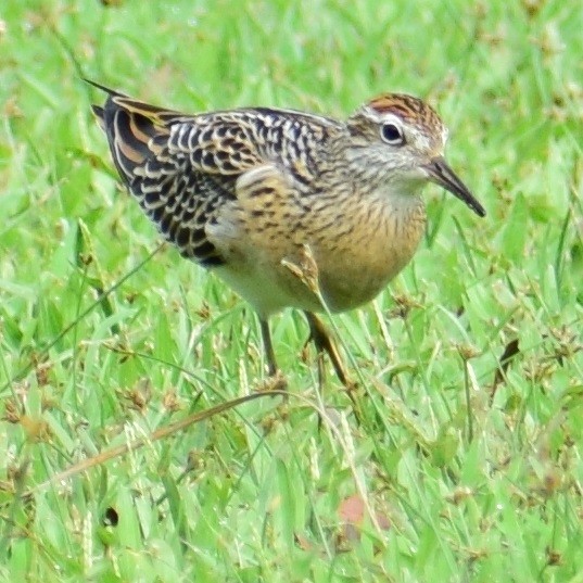 Sharp-tailed Sandpiper - ML73739251