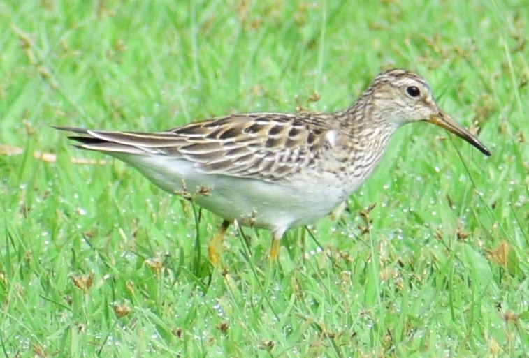 Pectoral Sandpiper - ML73739301