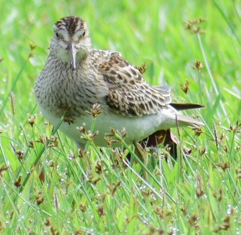 Pectoral Sandpiper - ML73739351
